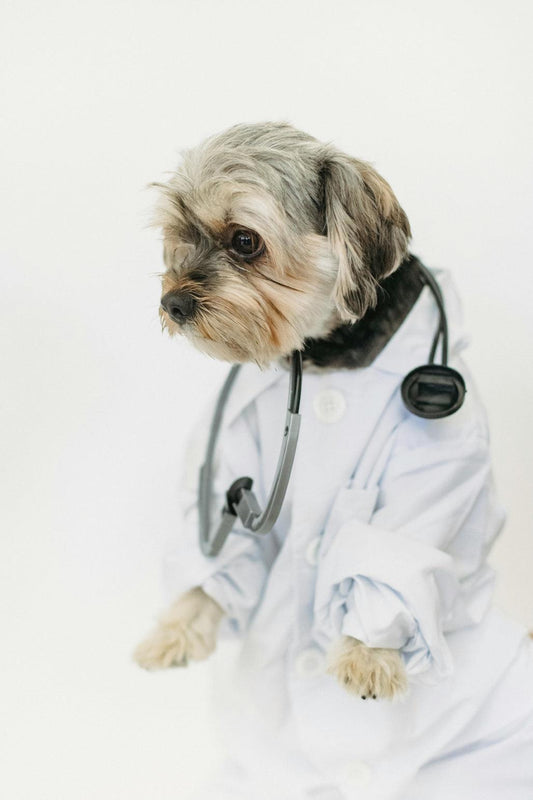 How Rabies Vaccination Can Harm Your Dog