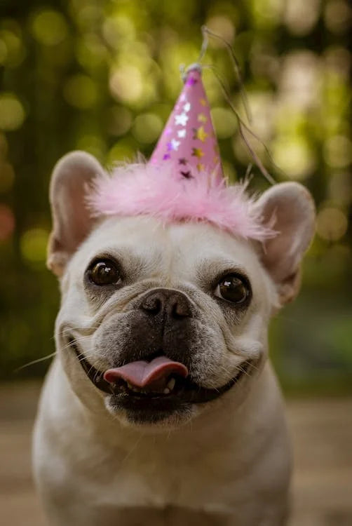 How to Celebrate Your Dog’s Birthday in Style