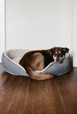 5 Products a Dog Parent Must Have