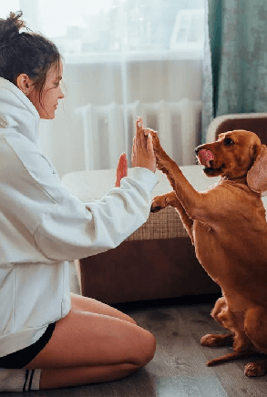 Training Tips for dogs: Expert Training Tips for Indoor and Outdoor Fun