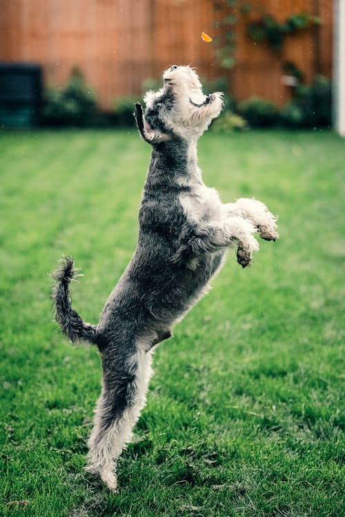 Essential Training Tips for Your Schnauzer